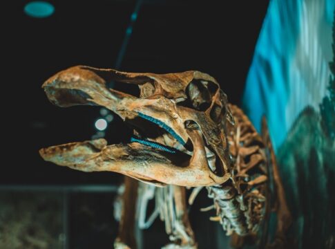 Dragon Myths: What Dinosaur Fossils Inspired the Legend — Myths & Legends trivia by Trivia Daily
