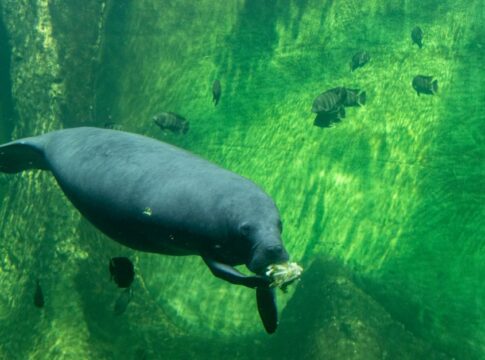 Mermaids Legend: What Manatees Started Sailor Stories — Myths & Legends trivia by Trivia Daily