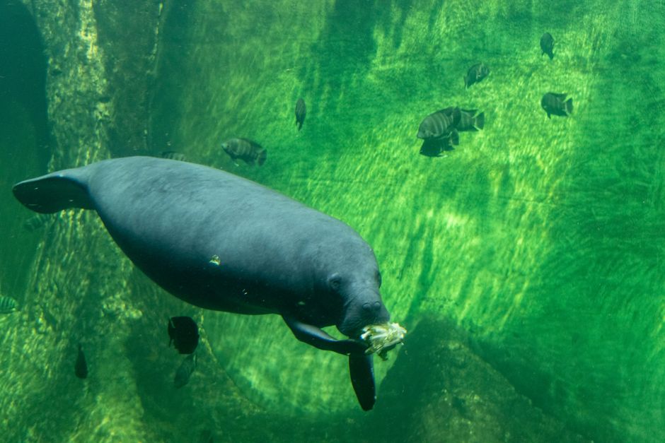 Mermaids Legend: What Manatees Started Sailor Stories