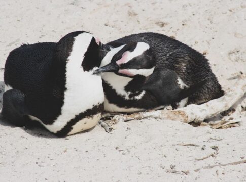 The Truth About Penguin Monogamy: Do They Mate for Life — Animals trivia by Trivia Daily