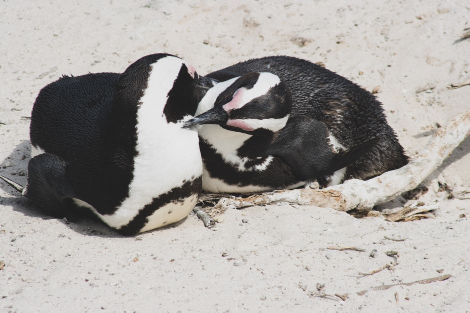 The Truth About Penguin Monogamy: Do They Mate for Life