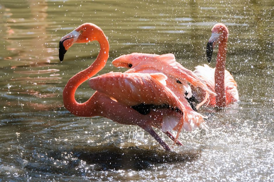Phoenix Legend: What Flamingo Behavior Inspired the Myth