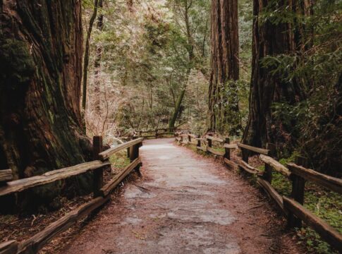 7 Surprising Facts About Redwoods Being Nearly Fireproof — General trivia by Trivia Daily