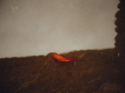 The Truth About Goldfish Memory: More Than Three Seconds — Animals trivia by Trivia Daily