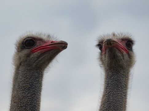 The Truth About Ostriches Burying Their Heads in Sand — Animals trivia by Trivia Daily