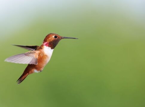 Hummingbird Flight: How They Hover and Fly Backwards — Animals trivia by Trivia Daily