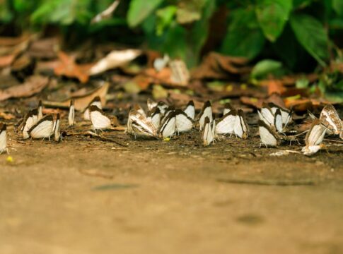 Why Butterflies Taste With Their Feet: Strange But True — Odd Science/Facts trivia by Trivia Daily