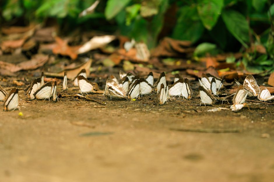Why Butterflies Taste With Their Feet: Strange But True