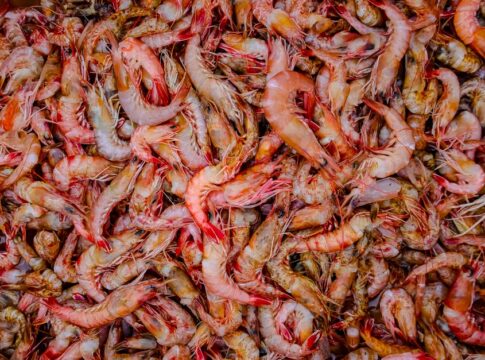 Pistol Shrimp Sound: Louder Than a Gunshot Underwater — Animals trivia by Trivia Daily