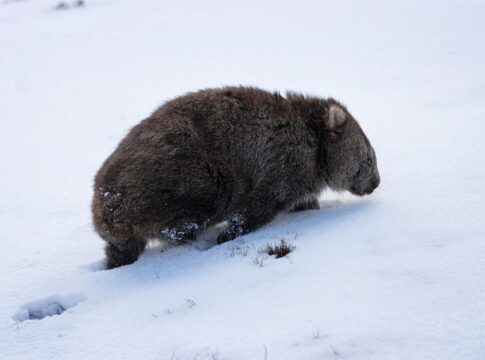 Why Wombats Produce Cube-Shaped Poop: Science Explained — General trivia by Trivia Daily