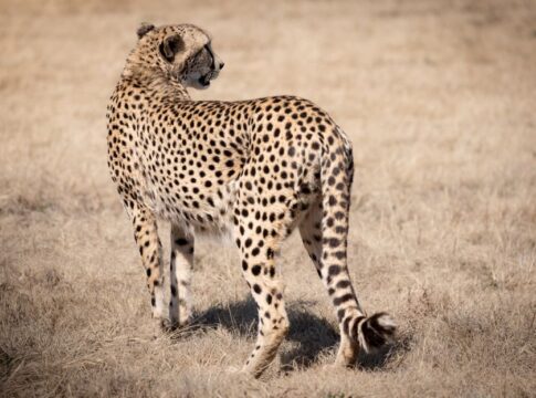 9 Record-Breaking Facts About Cheetah Speed and Hunting — Animals trivia by Trivia Daily