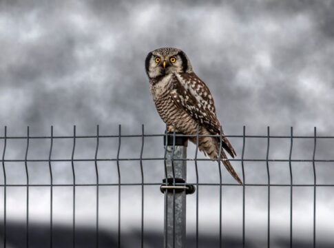Why Owls Can Rotate Their Heads 270 Degrees — Animals trivia by Trivia Daily
