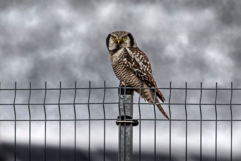 Why Owls Can Rotate Their Heads 270 Degrees