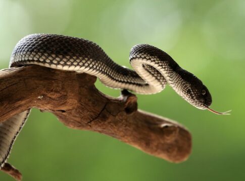 13 Bizarre Facts About Platypus Venom and Egg-Laying — Animals trivia by Trivia Daily
