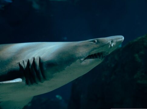 The Truth About Shark Attacks: Statistics Revealed — Animals trivia by Trivia Daily