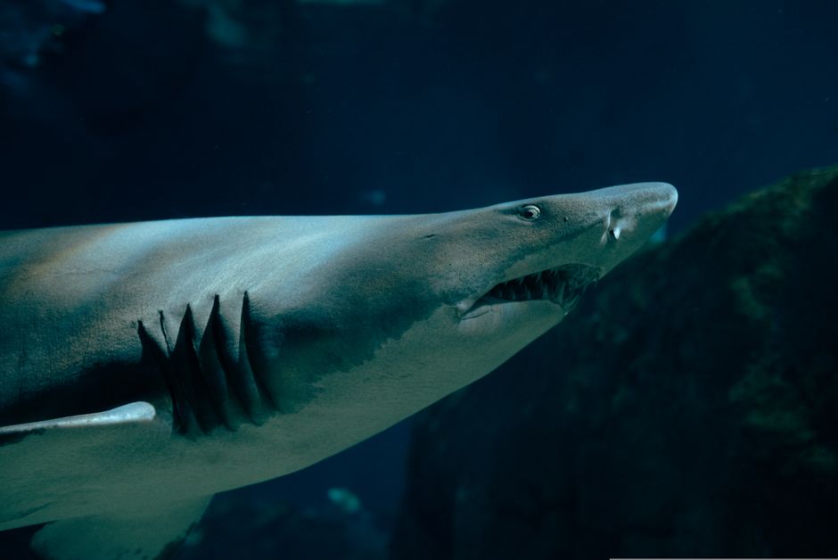 The Truth About Shark Attacks: Statistics Revealed