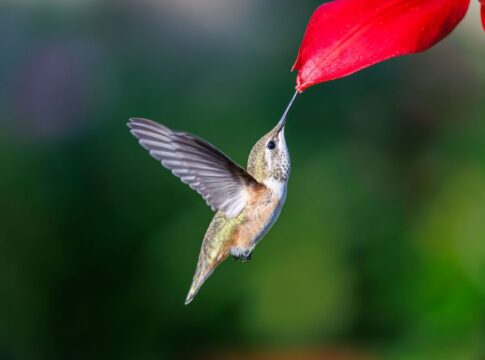 11 Incredible Facts About Hummingbird Flight Mechanics — Animals trivia by Trivia Daily