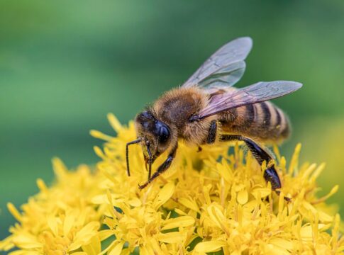 How Honeybees Communicate Through the Waggle Dance — Animals trivia by Trivia Daily