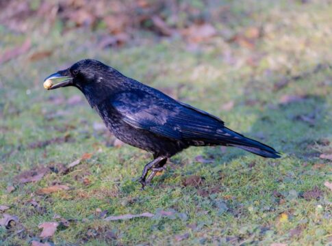 The Truth About Crows Using Tools to Solve Problems — Animals trivia by Trivia Daily