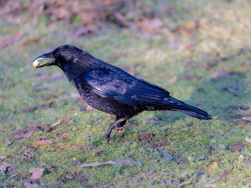 The Truth About Crows Using Tools to Solve Problems