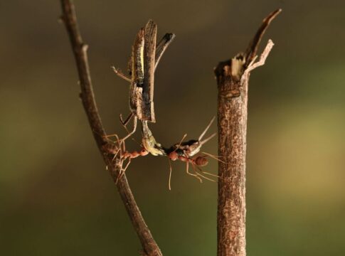 9 Bizarre Facts About Zombie Ants and Fungus Control — Odd Science/Facts trivia by Trivia Daily