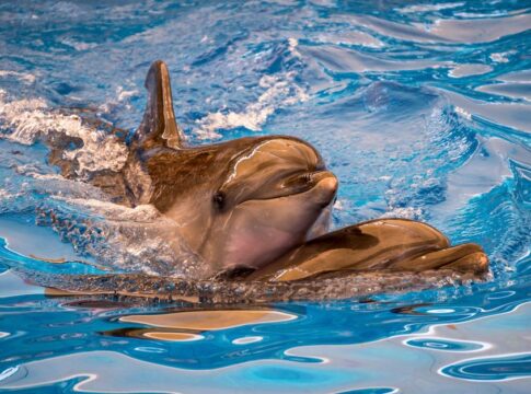 9 Fascinating Facts About Dolphin Intelligence — Animals trivia by Trivia Daily