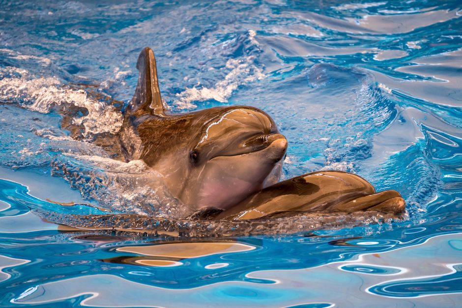 9 Fascinating Facts About Dolphin Intelligence