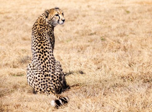 The Truth About Cats Always Landing on Their Feet — Animals trivia by Trivia Daily