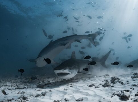 The Truth About Sharks: Do They Really Smell Blood — Animals trivia by Trivia Daily