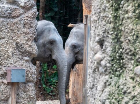 How Elephants Communicate Using Infrasound Vibrations — Animals trivia by Trivia Daily