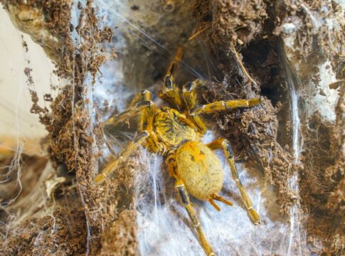 The Truth About Tarantulas: Are They Dangerous to Humans — Animals trivia by Trivia Daily