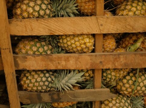 The Hidden Story of How Pineapples Got Their Name — General trivia by Trivia Daily