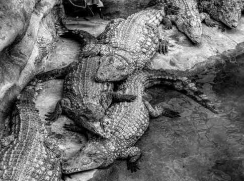 The Truth About Crocodiles: Can They Really Cry Tears — Animals trivia by Trivia Daily