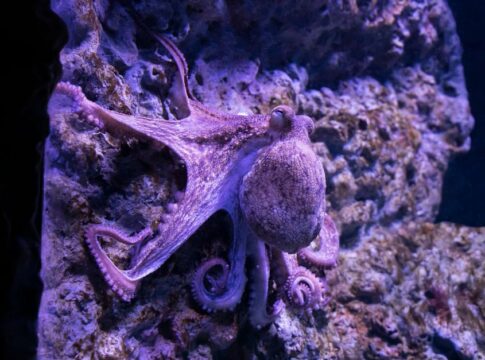 7 Bizarre Facts About Octopus Intelligence and Camouflage — Odd Science/Facts trivia by Trivia Daily