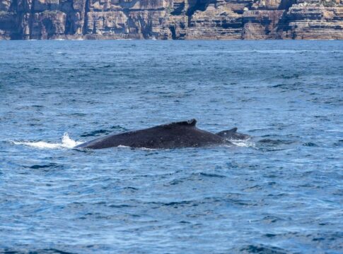 9 Surprising Facts About Humpback Whale Songs — Animals trivia by Trivia Daily