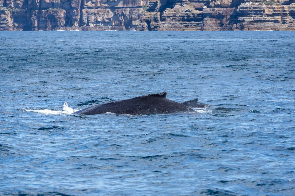 9 Surprising Facts About Humpback Whale Songs