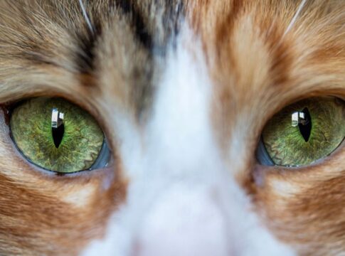 Why Cats Have Vertical Pupils: The Predatory Advantage — General trivia by Trivia Daily