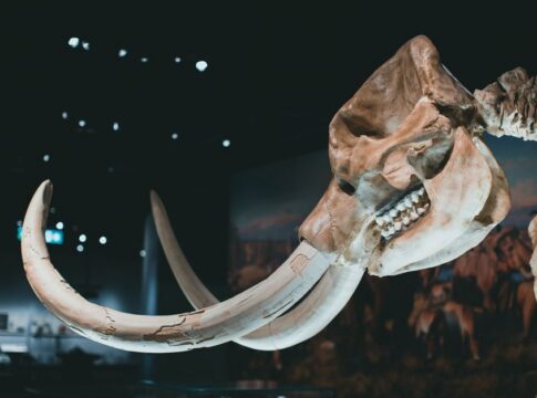 Did Woolly Mammoths Exist When the Pyramids Were Built — Odd Science/Facts trivia by Trivia Daily
