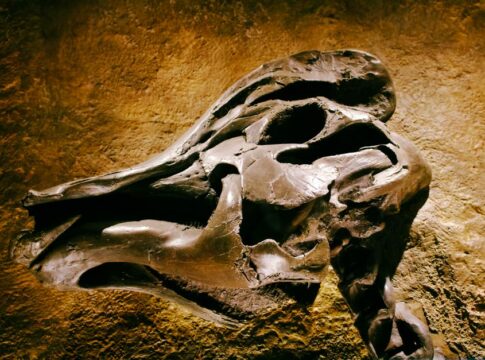 Did Dodo Birds Go Extinct Because They Could Not Fly — Animals trivia by Trivia Daily
