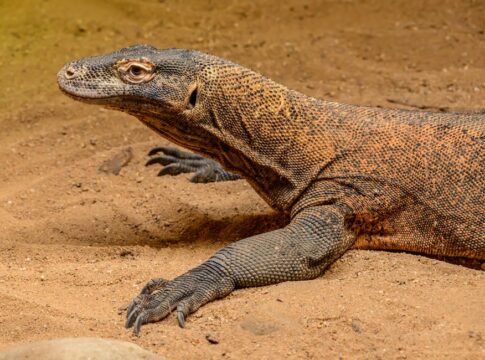 Did Dragons Ever Exist or What Fossils Inspired the Tales — Myths & Legends trivia by Trivia Daily