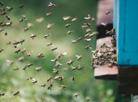 7 Amazing Facts About How Bees Navigate Using Sunlight — General trivia by Trivia Daily