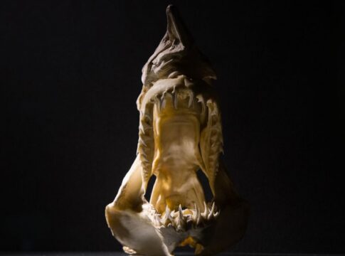 Did Megalodon Sharks Survive Extinction or Go Extinct — Animals trivia by Trivia Daily