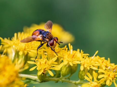 9 Surprising Facts About Venus Flytraps Digesting Prey — Odd Science/Facts trivia by Trivia Daily