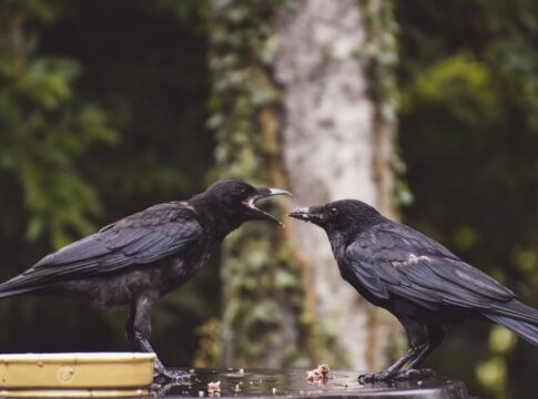 9 Surprising Facts About Crows Recognizing Human Faces — General trivia by Trivia Daily