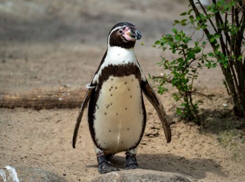 Why Penguins Cannot Taste Sweet Flavors Anymore — General trivia by Trivia Daily