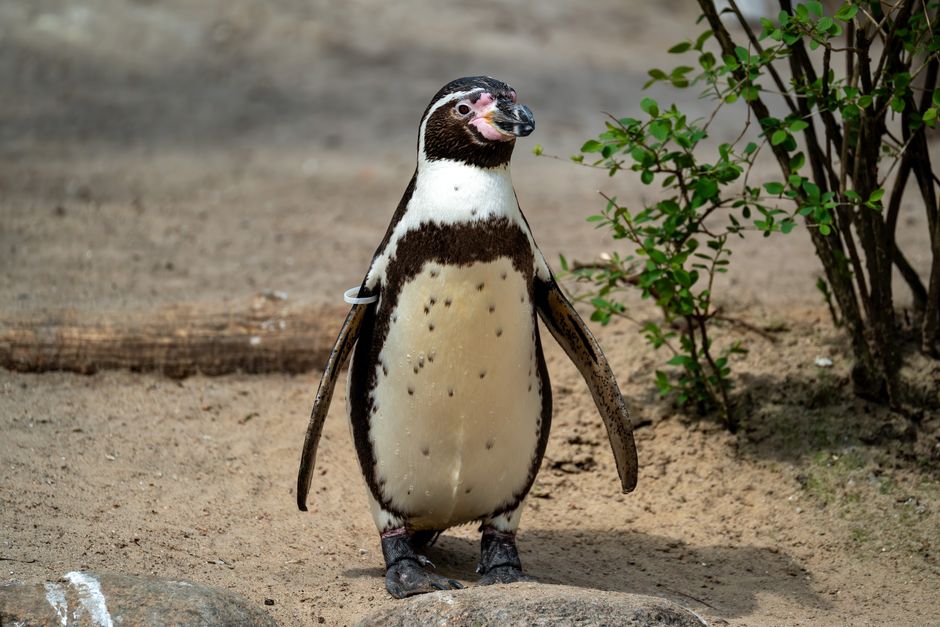 Why Penguins Cannot Taste Sweet Flavors Anymore
