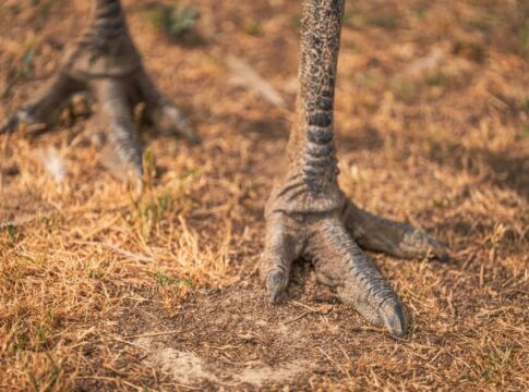 Did Dinosaurs Actually Have Feathers Like Modern Birds — Animals trivia by Trivia Daily