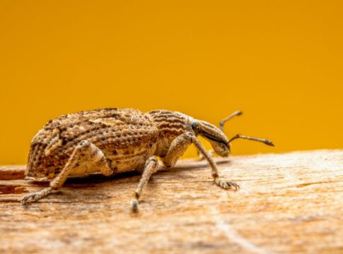 9 Record-Breaking Facts About Bombardier Beetles — Odd Science/Facts trivia by Trivia Daily
