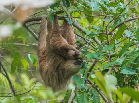 Why Sloths Only Defecate Once a Week: The Strange Truth — Animals trivia by Trivia Daily