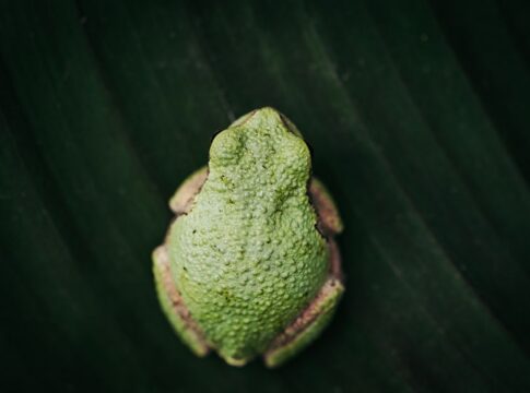 The Truth About Glass Frogs: See-Through Skin Revealed — Odd Science/Facts trivia by Trivia Daily